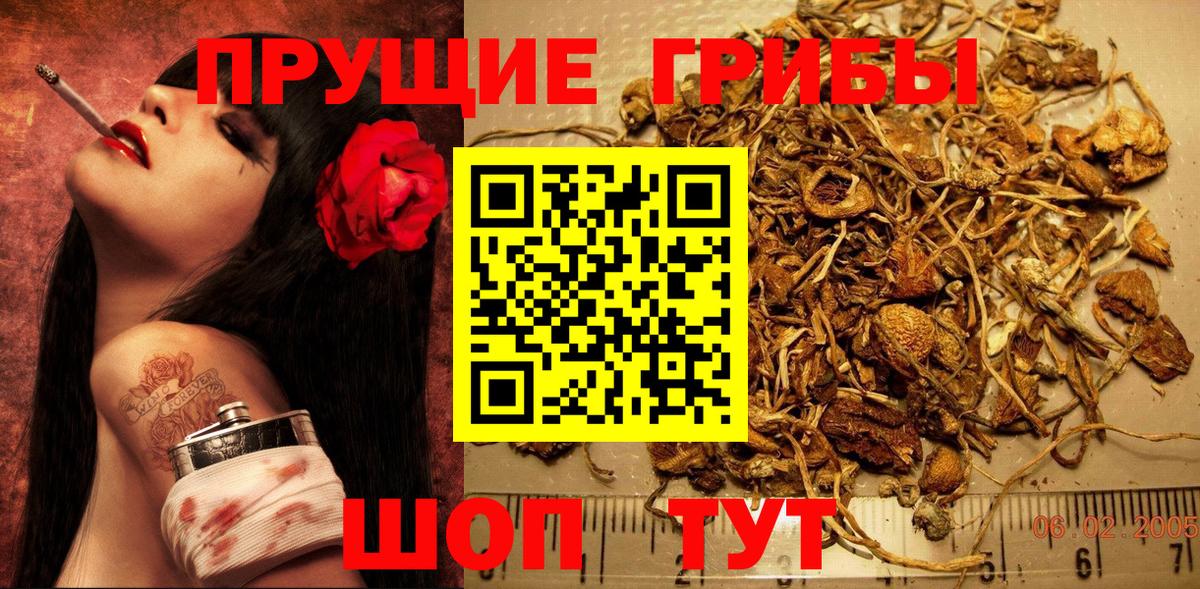 Галлюциногенные грибы Psilocybine cubensis Арсеньев
